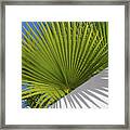 Green Palm Leaves, Blue Sky And White Wall Of A Modern Finca 2 Framed Print