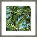 Palm Trees By The Ocean Framed Print