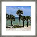 Palm Trees On Pensacola Beach Framed Print