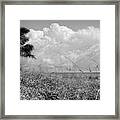 Palm Trees On The Sand Dunes Black And White Framed Print