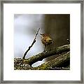 Palm Warbler Framed Print