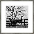 Pals In A Pasture At Day's End Framed Print