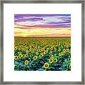 Panoramic Sunflower Field Framed Print