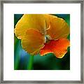 Pansy Framed Print