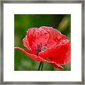 Papery Poppy Petals Framed Print