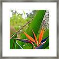 Paradise Framed Print