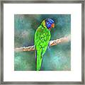 Parrot Bird 80 Framed Print
