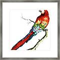 Parrot Called Red Macaw Of Brazil Framed Print