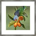 Parrot In Kumquat Tree Framed Print