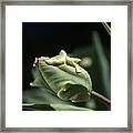 Parrot Tulip Bud Framed Print