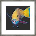 Parrotfish - Eye Catching Make Up On Dark Background - Framed Print