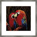 Parrots Framed Print