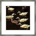 Pas De Duck Framed Print