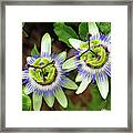 Passion Flowers 09921 Framed Print