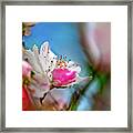 Passions Of Spring Framed Print