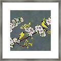 Pastel Painting Of American Goldfinches Framed Print