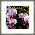 Pastel Pink Orchid Blooms Framed Print
