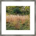 Pastoral Empty Lot Full Of Heathers, Goldenrod, And Changing Autumn Trees, Saratoga Hospital Land Framed Print