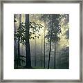 Path In The Mist Framed Print