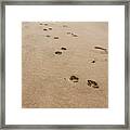 Pawprints In The Sand Framed Print