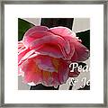 Peace And Joy - Pink And White Camellia Bloom Framed Print