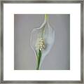Peace Lily Framed Print
