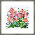 Peach And Pink Mums Framed Print