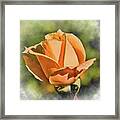 Peach Rose Bud In Watercolor Framed Print