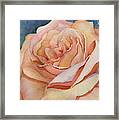 Peach Rose Detail Framed Print