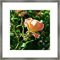Peach Roses Framed Print