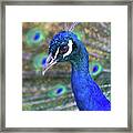 Peacock 2 Framed Print