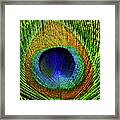 Peacock Feather Eye In Close-up Framed Print