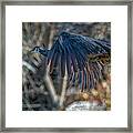 Peacock In Flight Framed Print