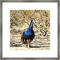 Peacock In The Brush Framed Print
