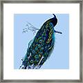 Peacock On Blue Background Framed Print