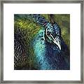 Peacock Portrait - Photoart Framed Print