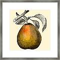 Pear Kitchen Decor Framed Print