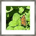 Pearl Crescent Butterfly Framed Print