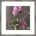 Pebbles And Flowers Framed Print