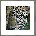 Peek-a-boo Framed Print