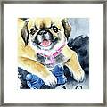 Peke Pekingese Dog Painting Framed Print