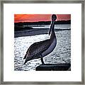 Pelican At Sunset Framed Print