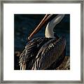 Pelican Basking In Morning Sun Framed Print