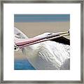 Pelican Care 027 Framed Print