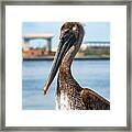 Pelican In Downtown Pensacola, Florida Framed Print