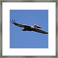 Pelican In Flight 2 Framed Print