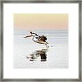 Pelican Landing Framed Print
