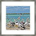 Pelican Party Framed Print