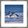 Pelican Party Framed Print