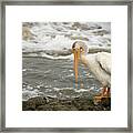 Pelican Posing Framed Print